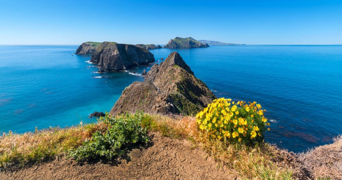 Blooming yellow colored flowers on Anacapa Island in the foreground, with other Channel Islands in the distance