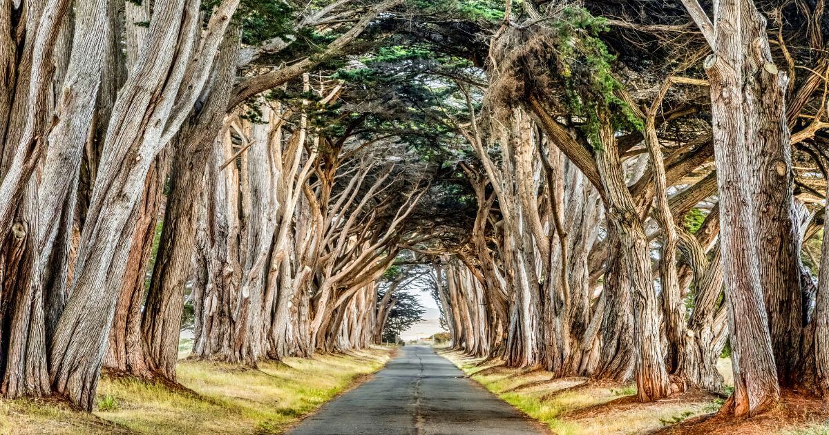 Canopy of Monterey Cypress Trees arching over a narrow road