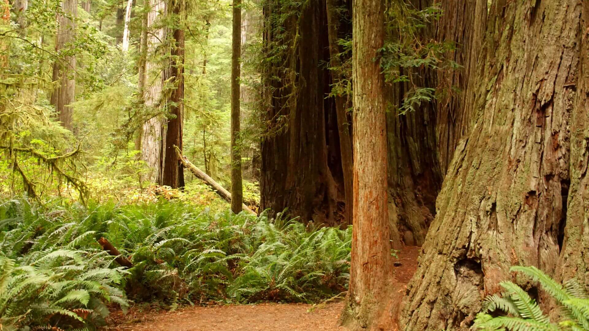 Huge tree trunks and lush ferns in Jedediah Smith Redwoods State Park