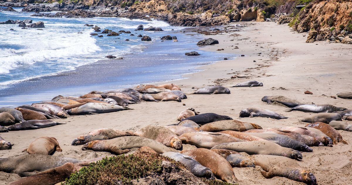 Northern Elephant Seals laying on the beach at Piedras Blancas Rookery