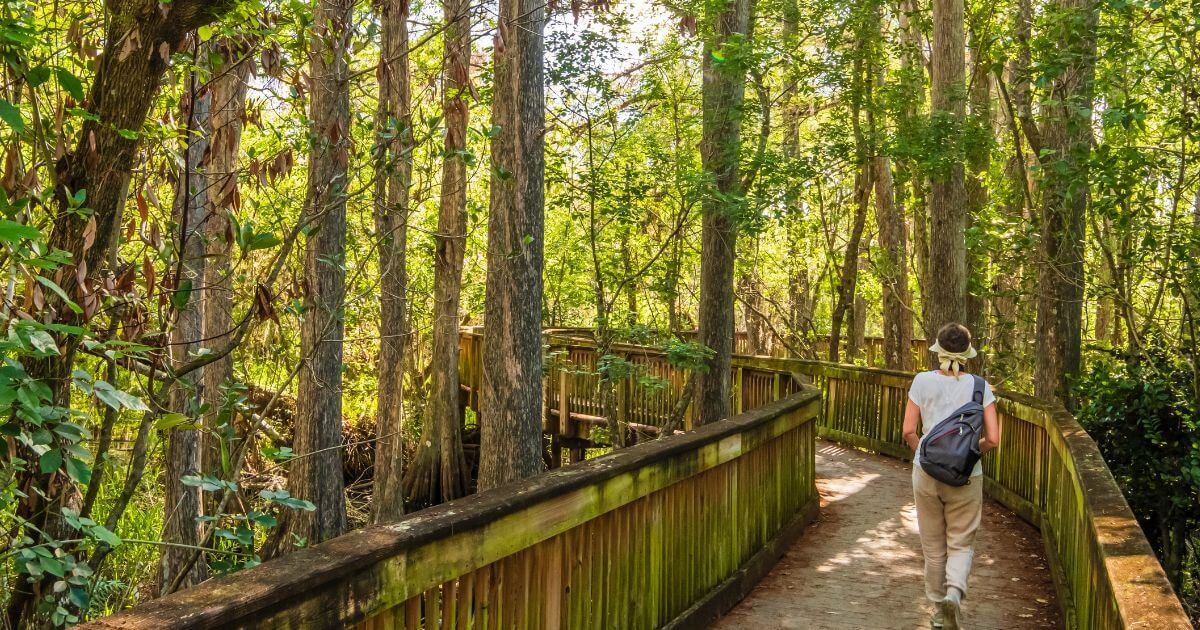 Hiker walking on wooden walkway amidst trees at Big Cypress National Preserve, Florida