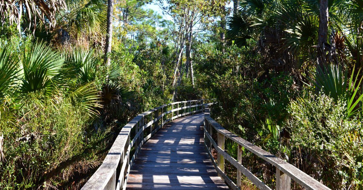 Wooden walkway amidst plants at Corkscrew Swamp Sanctuary, Florida