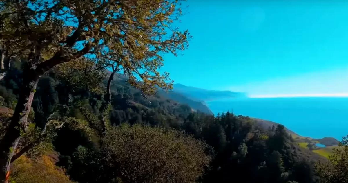 Breathtaking view from Nepenthe Restaurant in Big Sur, showcasing a sprawling tree in the foreground, verdant hills, and the expansive blue ocean merging with the horizon.