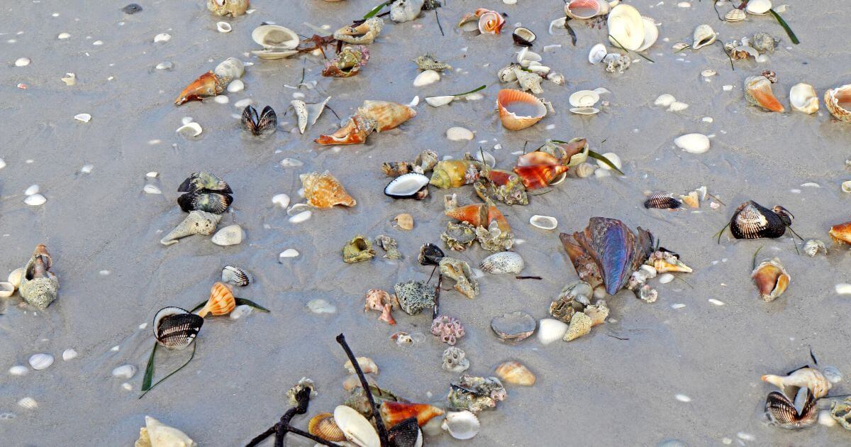 Shells on the beach at Sanibel Island, one of the most beautiful nature sites in Florida