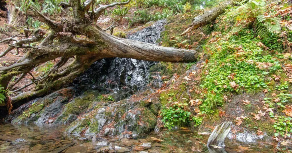 A small waterfall cascades beside a fallen tree on Boy Scout Tree Trail, a scenic route through the diverse ecosystem and one of the best hikes in Redwood National and State Parks.