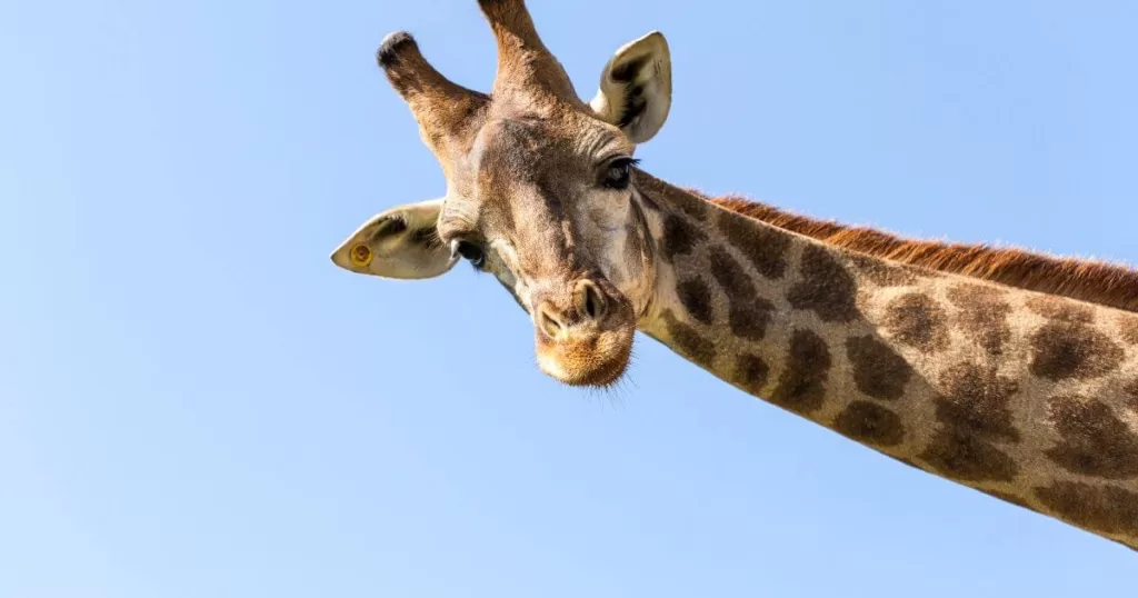 Close-up of a giraffe's head against a clear blue sky at the San Diego Zoo, a top attraction and one of the best things to do in San Diego.