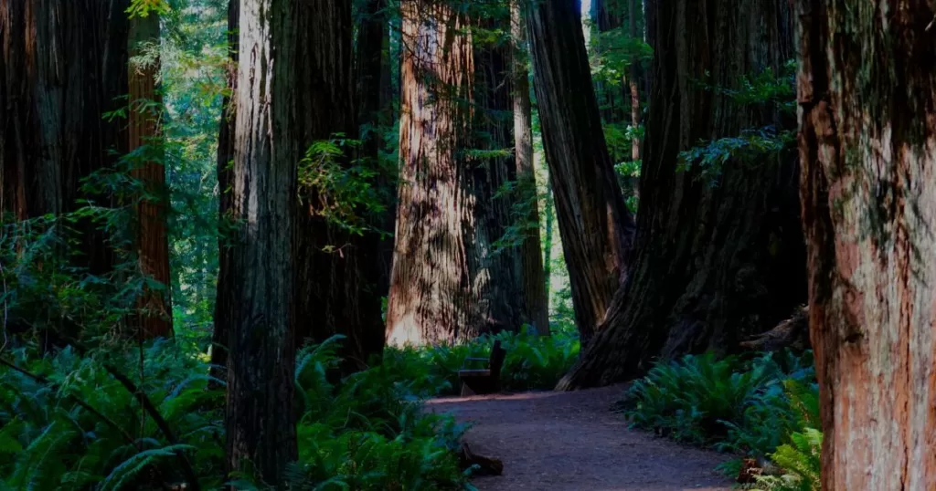 A serene path through Stout Grove Trail, surrounded by towering redwoods and lush ferns, showcasing one of the best hikes in Redwood National and State Parks.