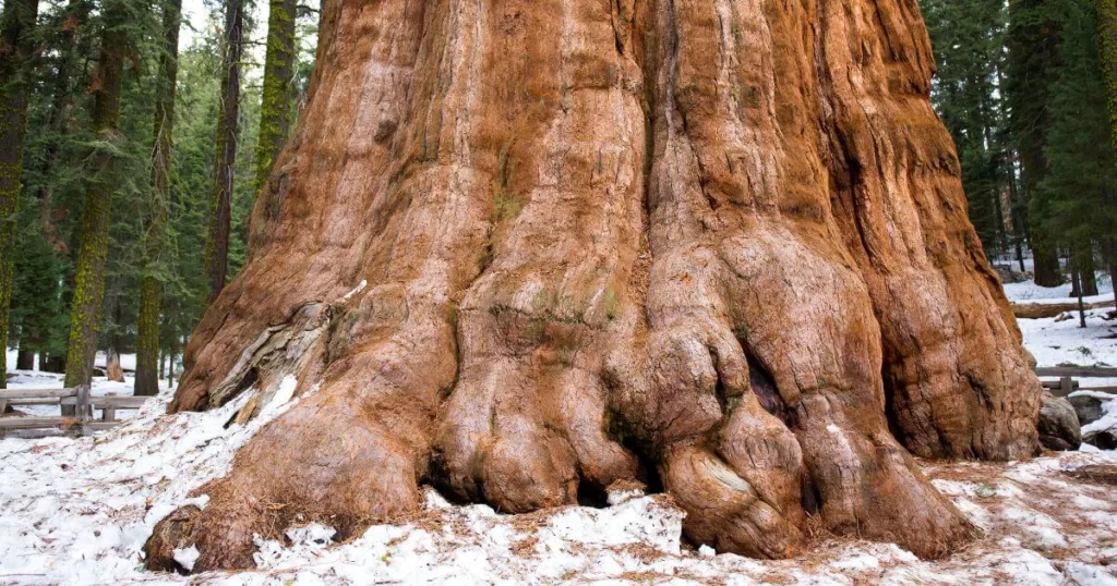 The massive base of the General Grant Tree, covered with a light dusting of snow, stands prominently in Grant Grove. This giant sequoia is a highlight among the places to visit in Sequoia & Kings Canyon National Parks.