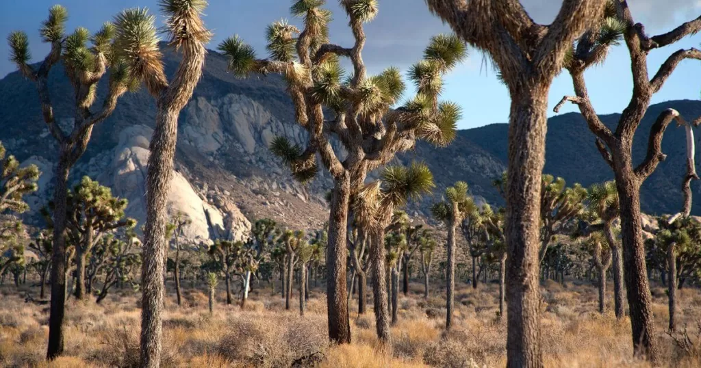 Scenic landscape of Joshua Tree National Park with its distinctive Joshua trees standing tall against a backdrop of rugged mountains and clear blue skies, embodying the unique beauty of the Mojave Desert.