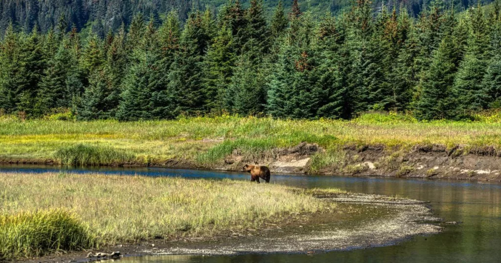 A solitary brown bear roaming the edges of a serene waterway in Lake Clark National Park, surrounded by a lush, dense forest of evergreens and vibrant wild grasses under the bright Alaskan sun.