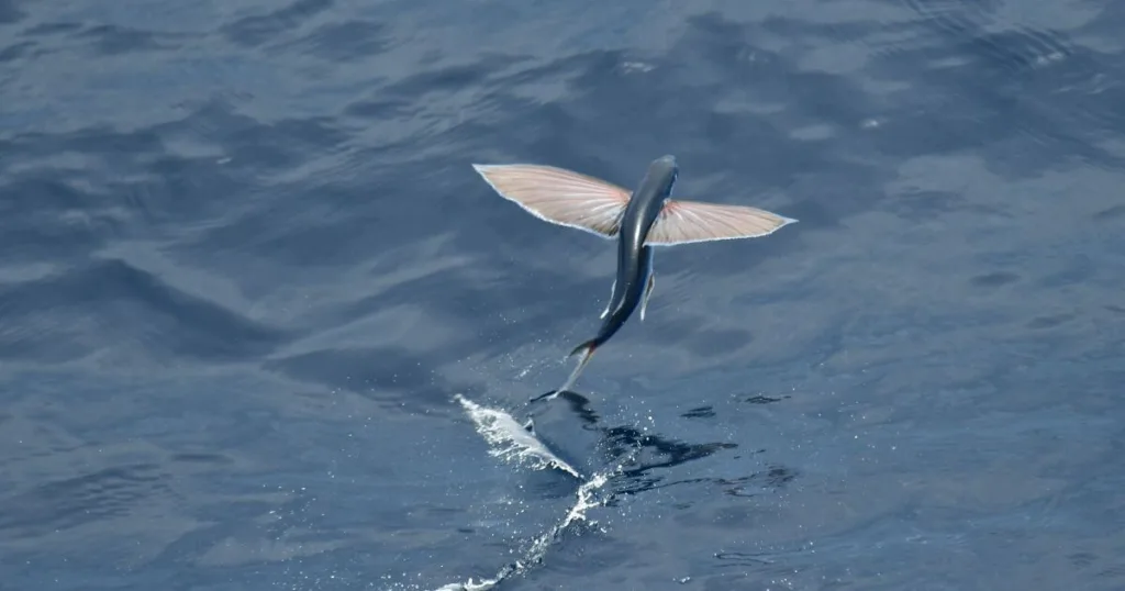 A flying fish with translucent, wing-like fins glides above the blue waters of the ocean, gracefully arching its body as it soars momentarily before dipping back into the sea.