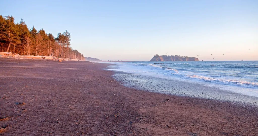 La Push Beach at dusk, with its expansive sandy shore, rolling waves, and a backdrop of dense forest under a soft pink sky, encapsulating the tranquil beauty of the Pacific Northwest.